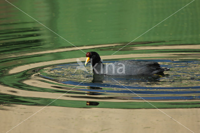 Slate-colored Coot (Fulica ardesiaca)