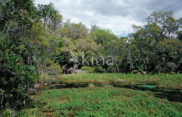 Rainbow Springs State Park