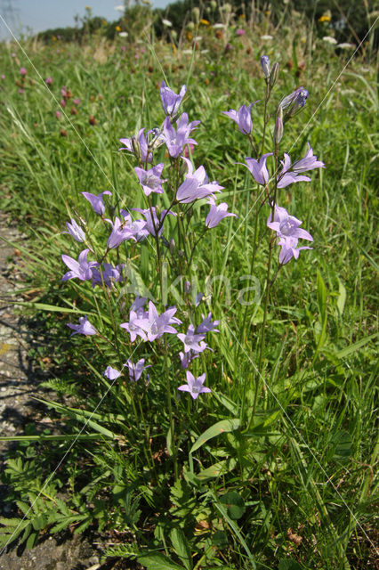 Rampion Bellflower (Campanula rapunculus)
