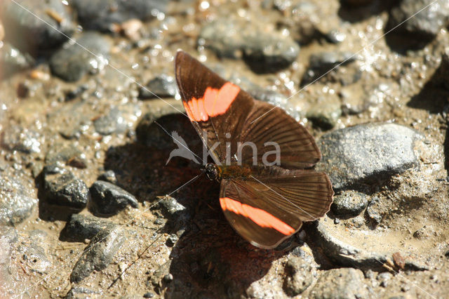 Rayed Sister (Adelpha lycorias)