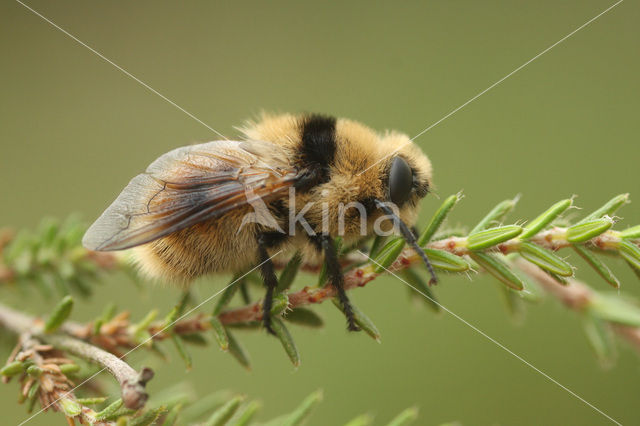 Deer botfly (Cephenemyia stimulator)