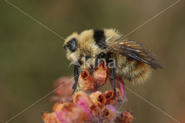 Deer botfly (Cephenemyia stimulator)