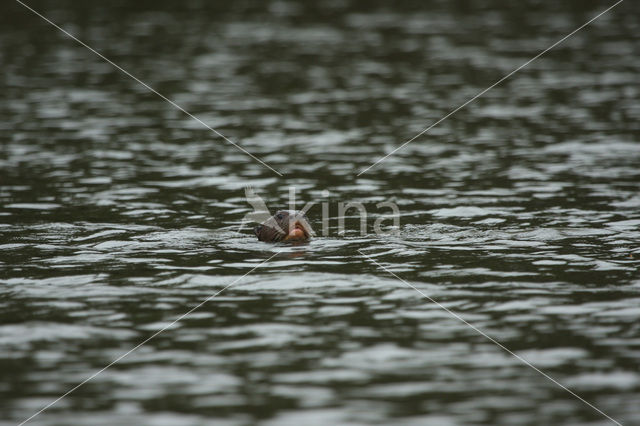 Giant Otter (Pteronura brasiliensis)