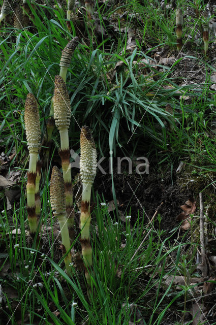 Reuzenpaardenstaart (Equisetum telmateia)