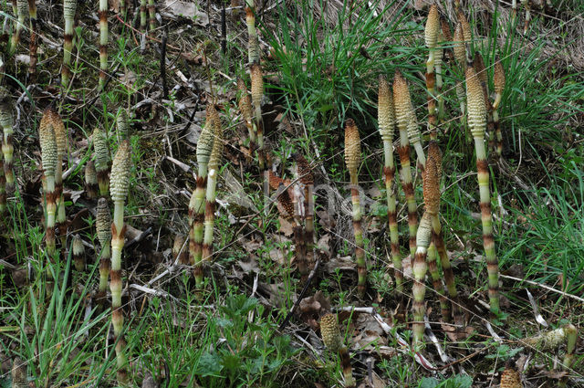 Great Horsetail (Equisetum telmateia)