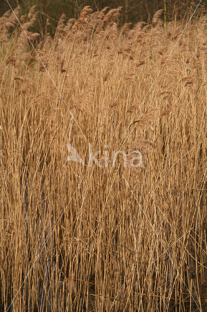 Riet (Phragmites australis)