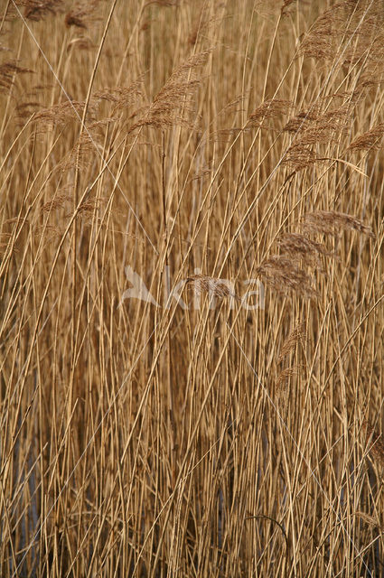 Riet (Phragmites australis)