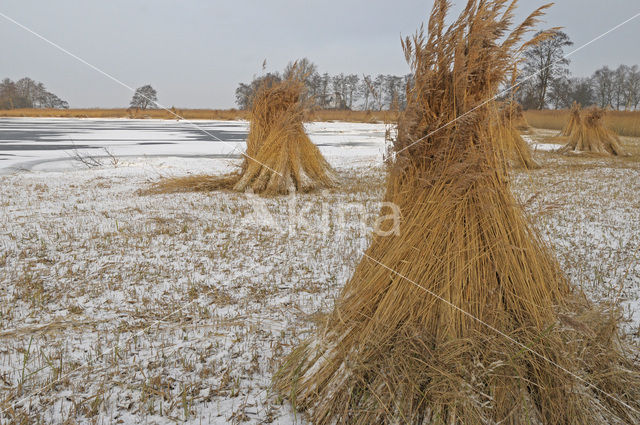 Riet (Phragmites australis)