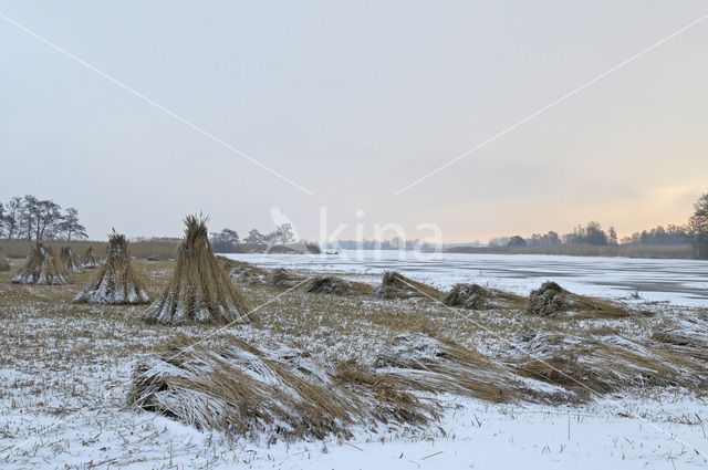 Riet (Phragmites australis)