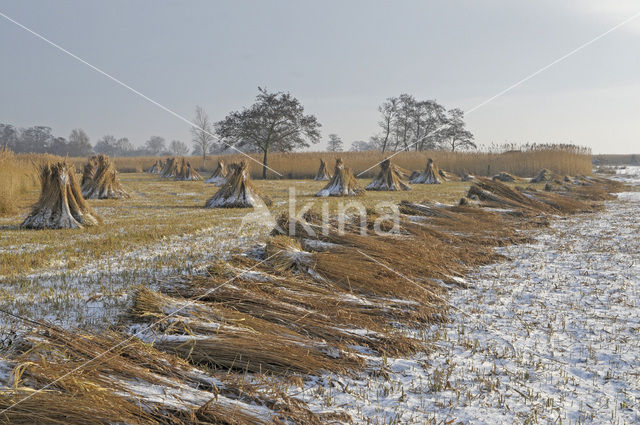 Riet (Phragmites australis)