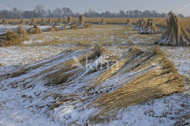 Riet (Phragmites australis)