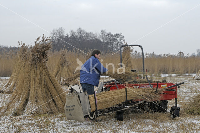 Riet (Phragmites australis)