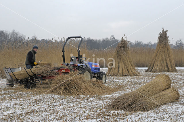Common Reed (Phragmites australis)