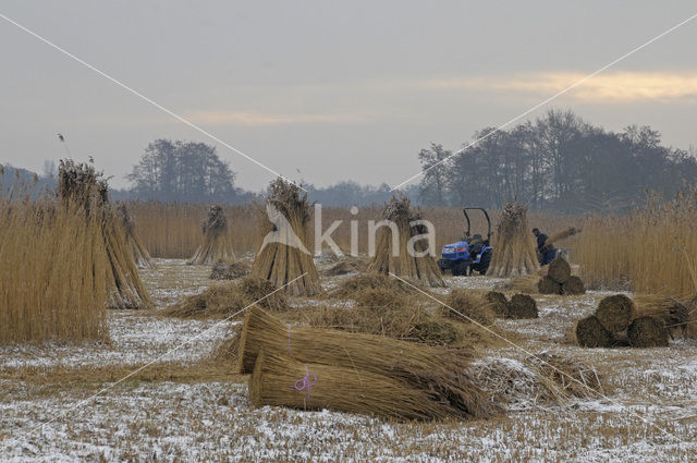 Riet (Phragmites australis)