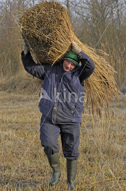 Riet (Phragmites australis)