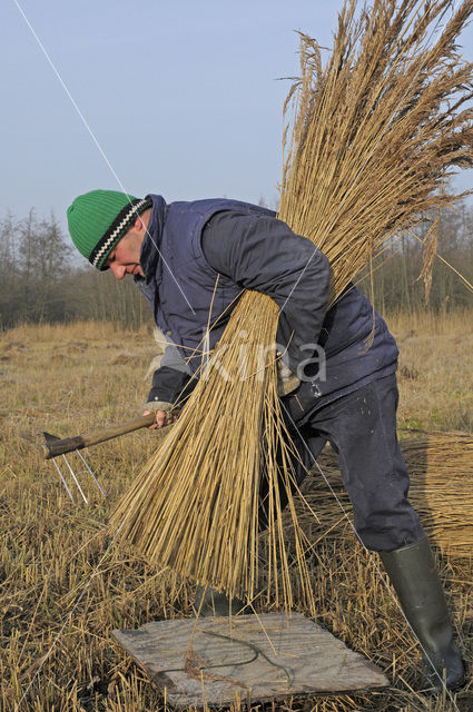 Riet (Phragmites australis)