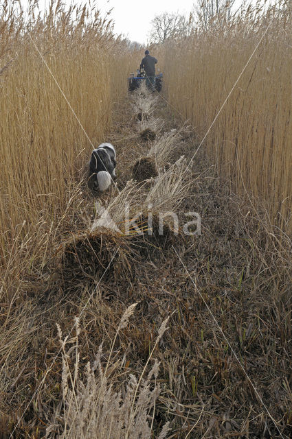 Riet (Phragmites australis)