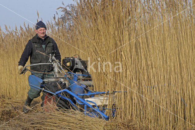 Riet (Phragmites australis)