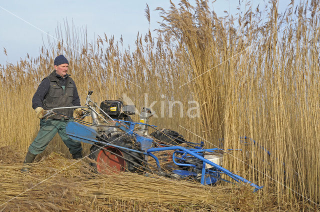 Riet (Phragmites australis)