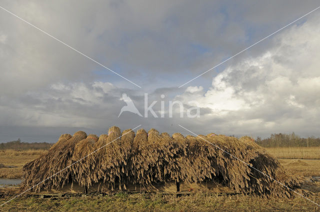 Riet (Phragmites australis)