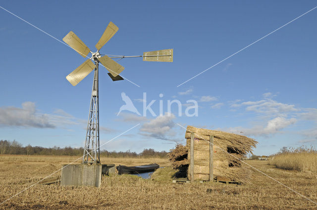 Riet (Phragmites australis)