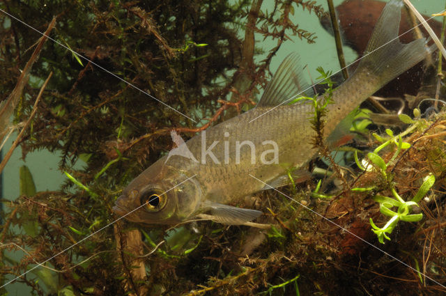Common rudd (Scardinius erythrophthalmus)