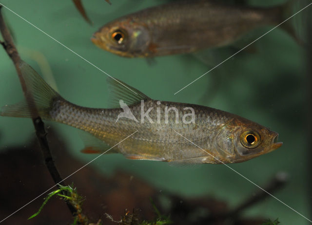 Common rudd (Scardinius erythrophthalmus)