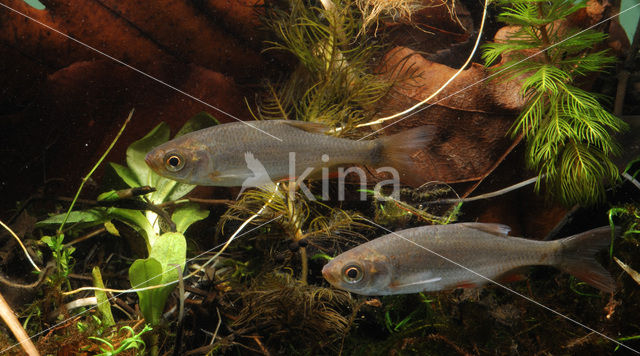 Common rudd (Scardinius erythrophthalmus)