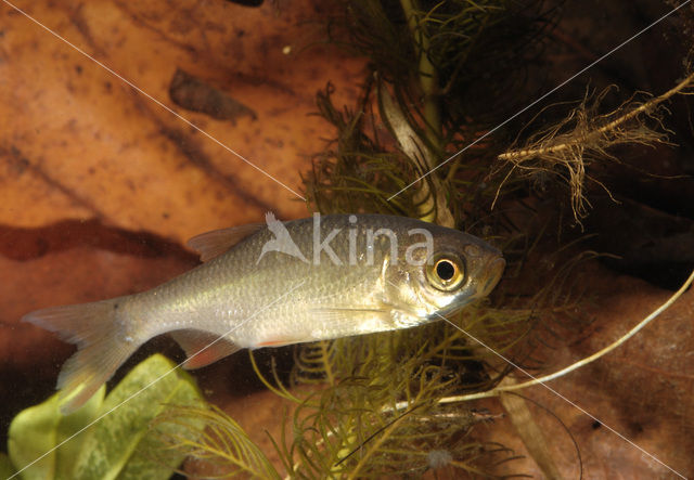 Common rudd (Scardinius erythrophthalmus)