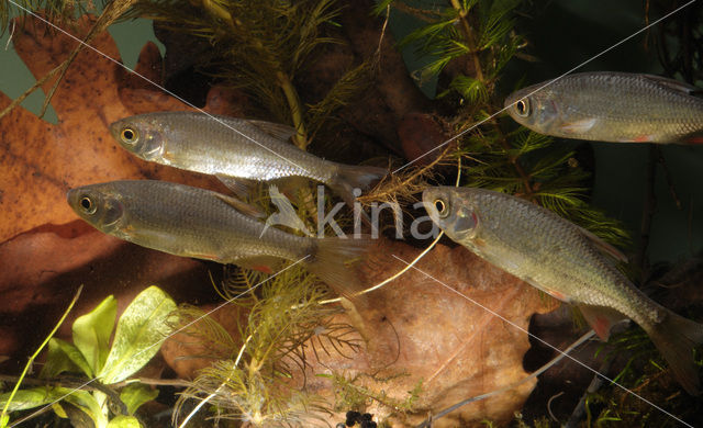 Common rudd (Scardinius erythrophthalmus)