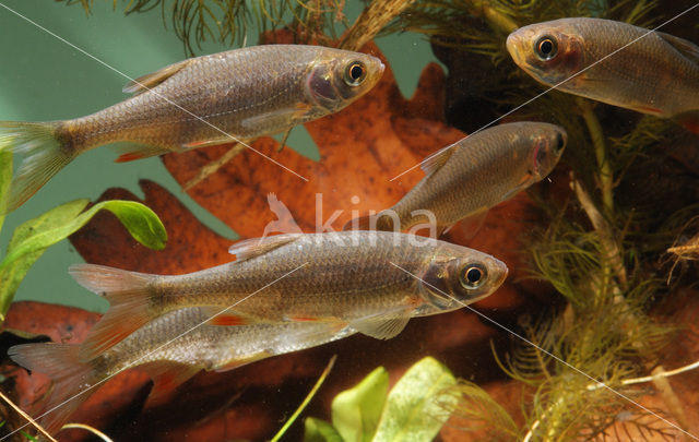 Common rudd (Scardinius erythrophthalmus)