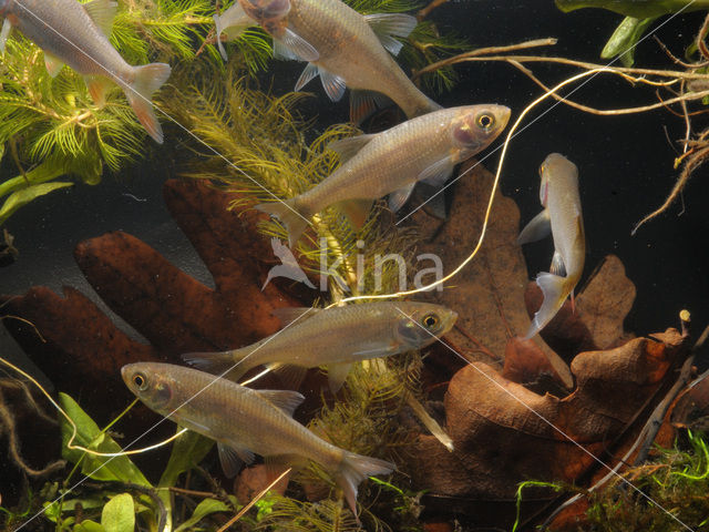 Common rudd (Scardinius erythrophthalmus)