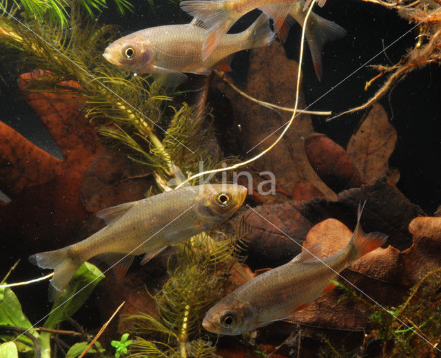 Common rudd (Scardinius erythrophthalmus)