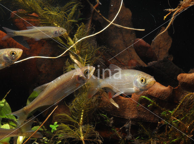 Common rudd (Scardinius erythrophthalmus)