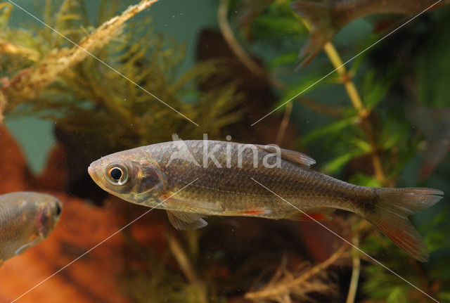 Common rudd (Scardinius erythrophthalmus)