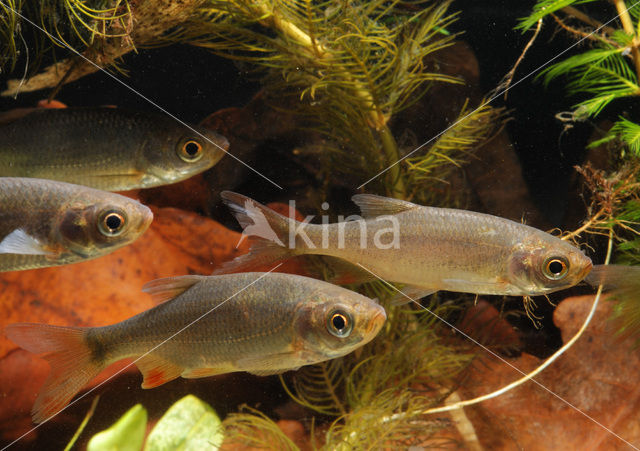 Common rudd (Scardinius erythrophthalmus)
