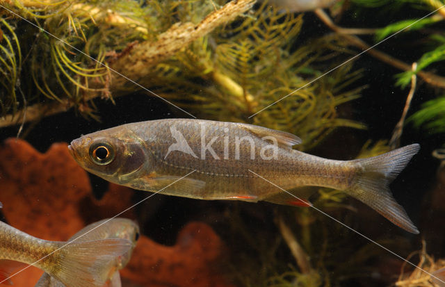 Common rudd (Scardinius erythrophthalmus)