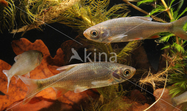 Common rudd (Scardinius erythrophthalmus)