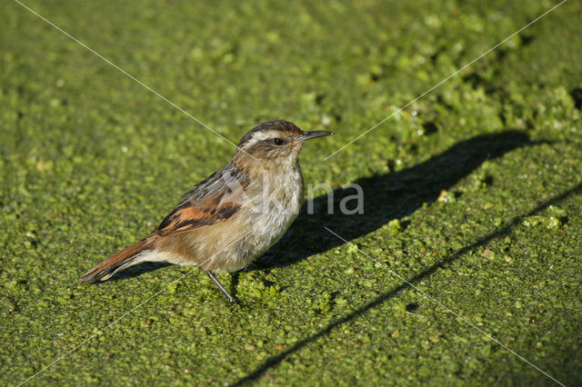 Rietzangerstekelstaart (Phleocryptes melanops)