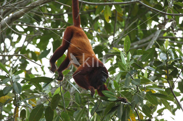 Rode brulaap (Alouatta seniculus)