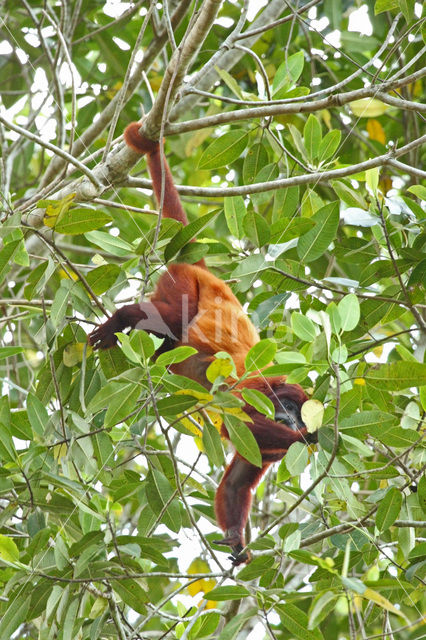 red howler monkey (Alouatta seniculus)