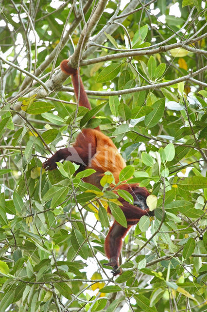 Rode brulaap (Alouatta seniculus)