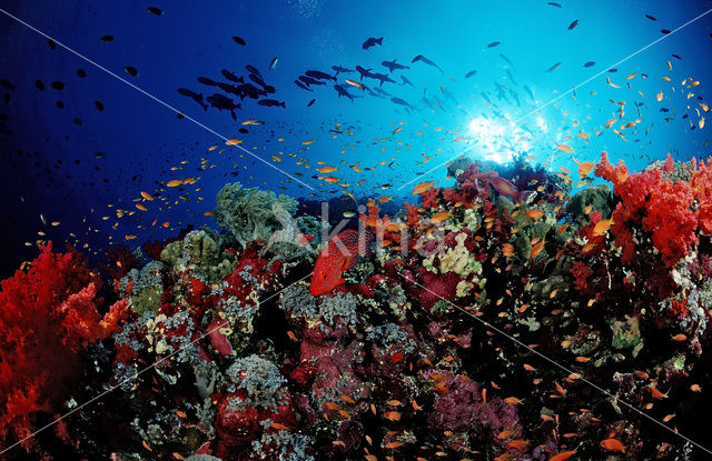 Coral hind
