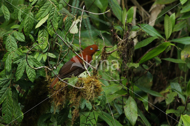 Rode rotshaan (Rupicola peruvianus)