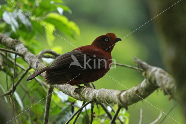 Andean Cock-of-the-rock (Rupicola peruvianus)