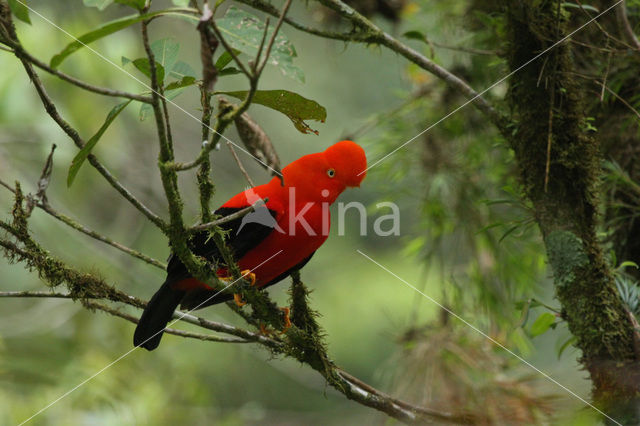 Andean Cock-of-the-rock (Rupicola peruvianus)