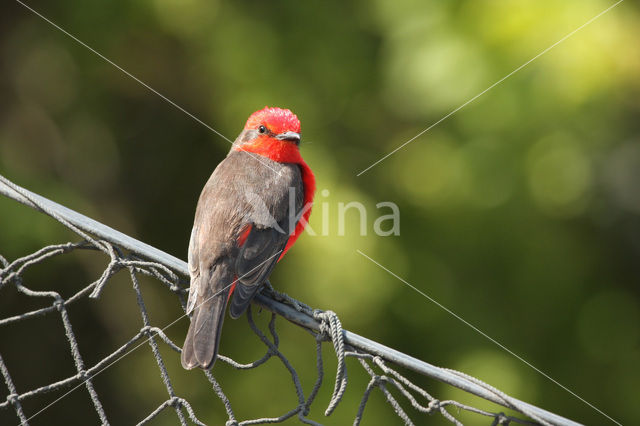 Vermilion Flycatcher (Pyrocephalus rubinus)