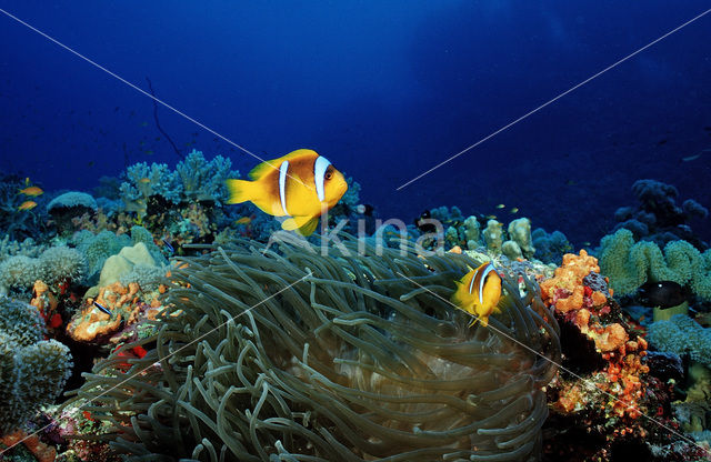 two-banded Anemonefish