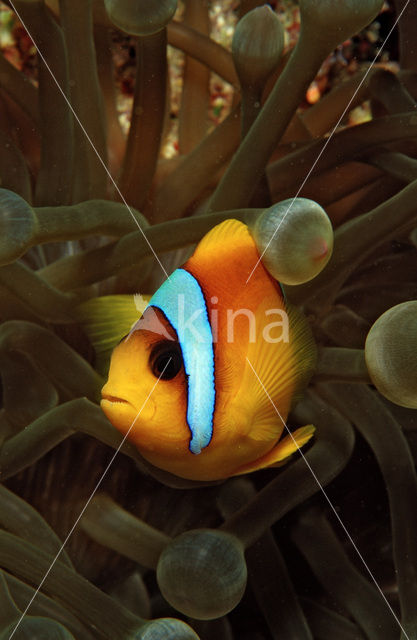 Rode zee anemoonvis (Amphiprion bicinctus)