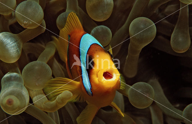 Rode zee anemoonvis (Amphiprion bicinctus)